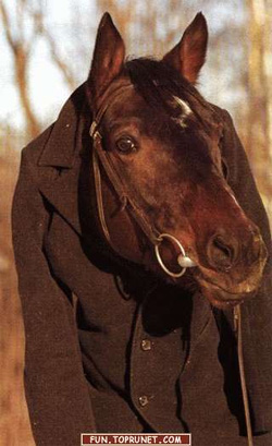 Кони повсюду...