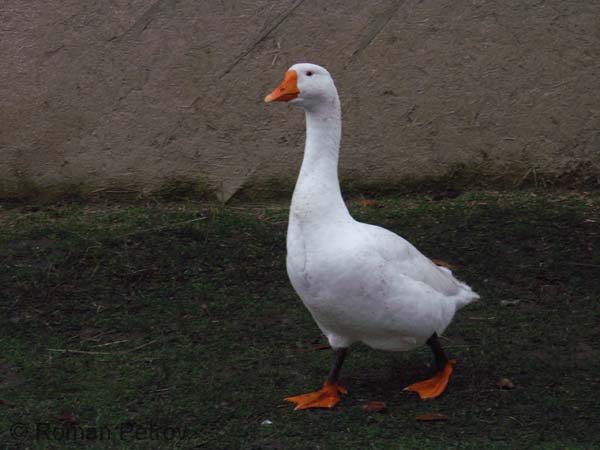 Гусь Адвокаата