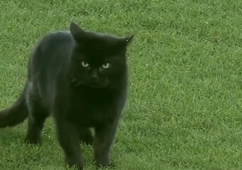 Матч Эвертона и Вулверхэмптона прервали из-за черной кошки
