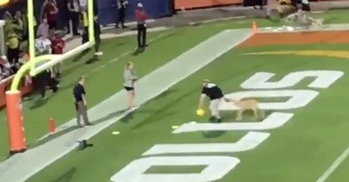 ВИДЕО. Пес поймал пас на 75 метров в матче по американскому футболу