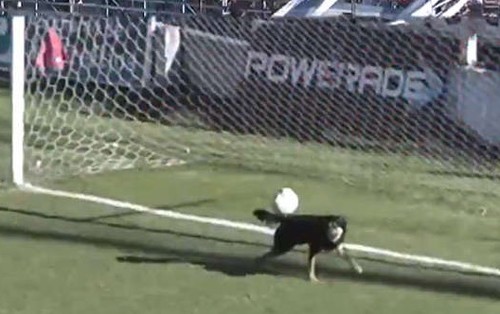 Выбежавший на поле пес спас ворота от верного гола