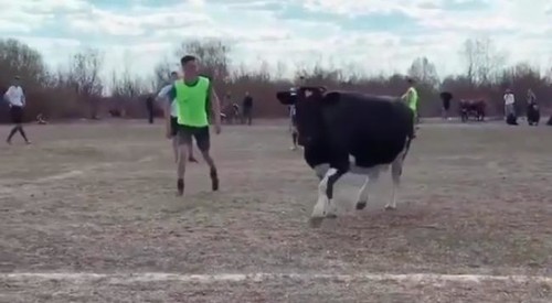 Корова завадила проведенню незаконного матчу в Рівненській області