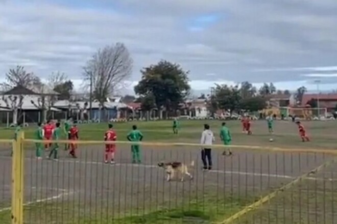 ВИДЕО. В Чили на поле выбежал пес и забил гол. Возьмите его в сборную