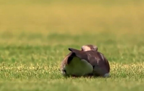 ВИДЕО. В Бразилии птица снесла яйцо во время футбольного матча