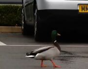 ВІДЕО. Зінченко та качка. Загадкове відео від Манчестер Сіті