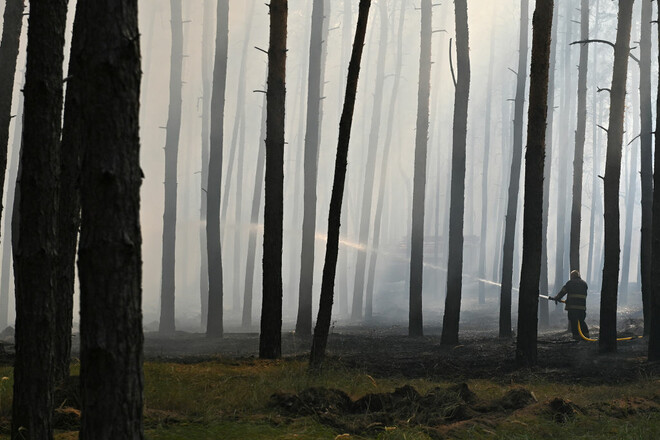 ГУР: хуйло та шойгу планують вирубити та продати українські ліси