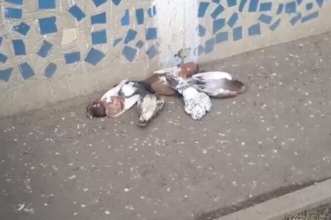 Жертвы пропаганды. В рф начали травить голубей, опасаясь атаки из Украины