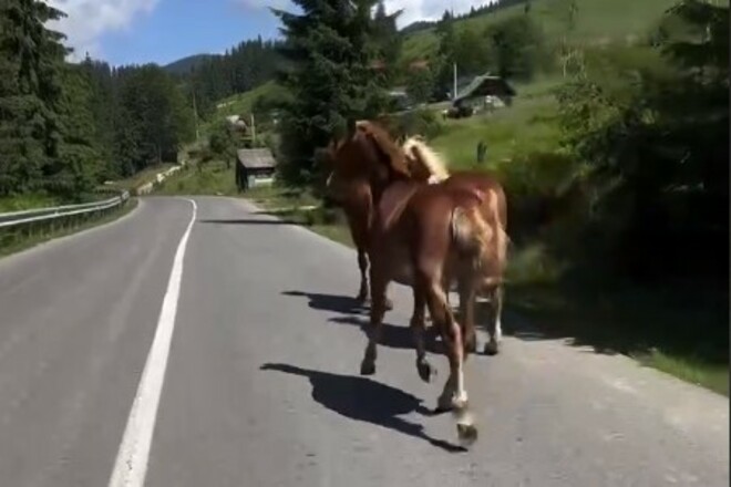 ВИДЕО. Украинские биатлонисты провели велогонку с лошадьми