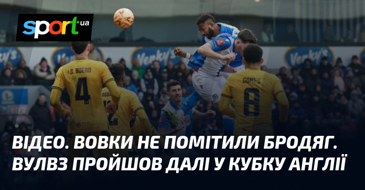 ВІДЕО. Вовки навіть не помічали туристів, що перебували поруч. Команда 
