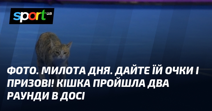Ілюстрація. Всесвіт, сповнений яскравими емоціями, що відображають радість у взаєминах. Не пропустіть шанс підкреслити свою унікальність, обираючи стильні сонцезахисні окуляри, які стануть виразним акцентом вашого стилю та допоможуть створити незабутній в