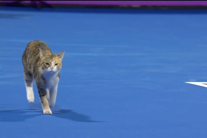ФОТО. Милота дня. Дайте їй очки і призові! Кішка пройшла два раунди в Досі