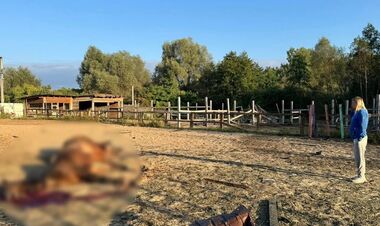 Російські БПЛА вбили сім коней на спортивній базі на Київщині