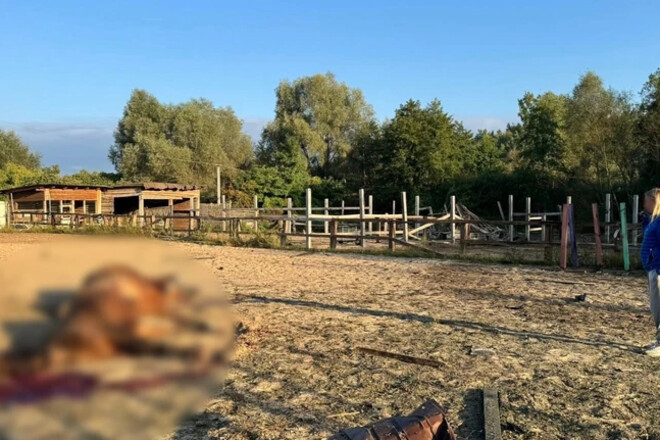 Російські БПЛА вбили сім коней на спортивній базі на Київщині