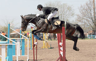 Стартовал чемпионат Украины по конному спорту