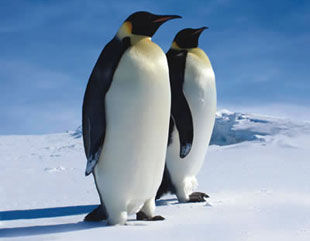 Донецким альпинистам заказали 18 пингвинов