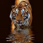 Тигр наступает