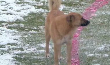 ВІДЕО. Перед матчем Полтави і Руха на поле вийшов новий захисник з 4 лапами
