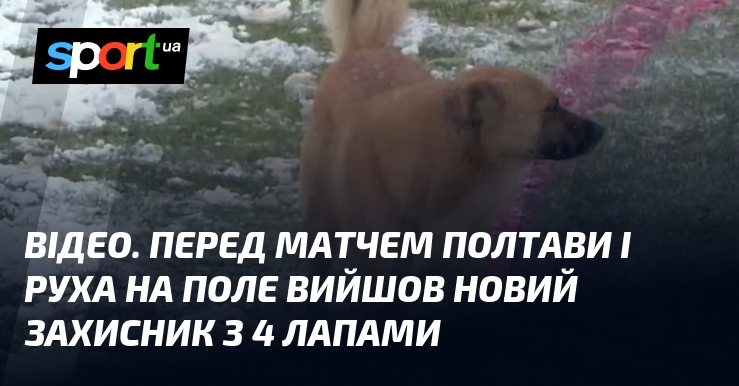 ВІДЕО. Передок матчем Полтави і Руха візьми степ вийшов інший рука з 4 лапами