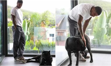 ВІДЕО. Чому зірки Прем’єр-ліги витрачають 35 000 євро на охоронних собак