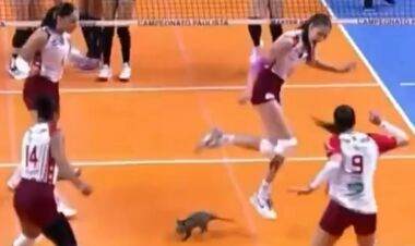 ВІДЕО. Опосум увірвався на майданчик і зупинив матч з волейболу в Бразилії