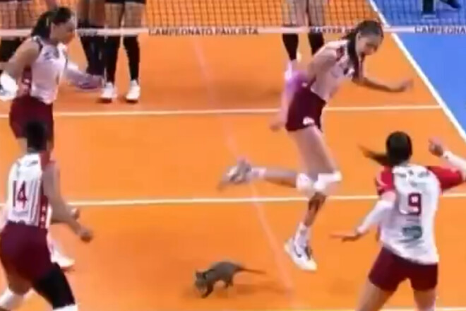 ВІДЕО. Опосум увірвався на майданчик і зупинив матч з волейболу в Бразилії