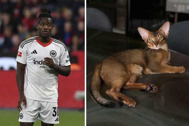 ФОТО. У звезды футбола умирает кошка. Он обратился с необычной просьбой