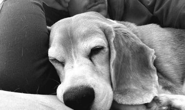 Ремсі збільшив нагороду за зниклого собаку до 20 тисяч доларів