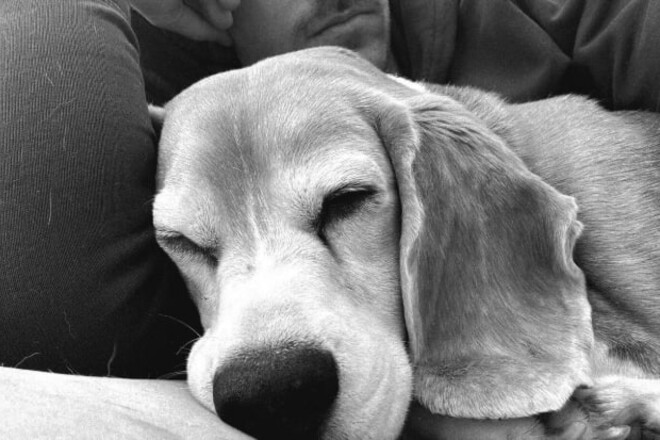 Рэмси увеличил награду за пропавшую собаку до 20 тысяч долларов