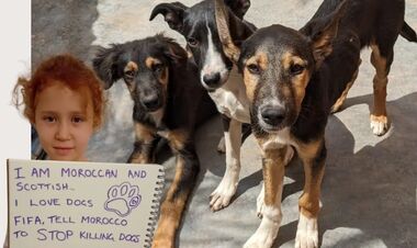 Новое пятно на репутации ФИФА. Марокко устроило собачью бойню перед ЧМ-2030