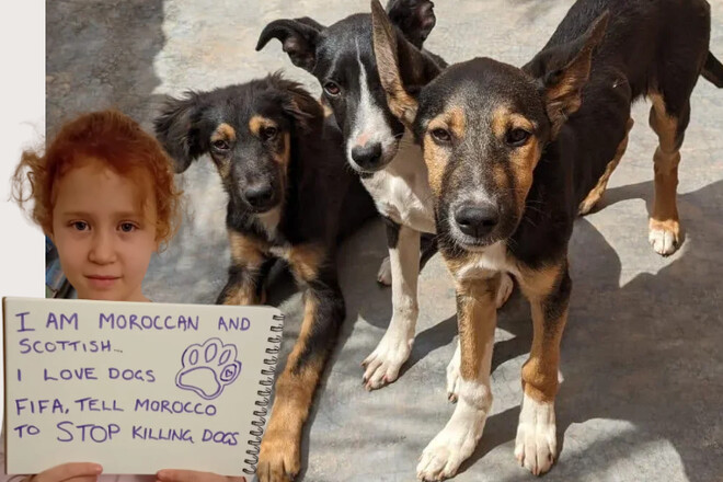 Новое пятно на репутации ФИФА. Марокко устроило собачью бойню перед ЧМ-2030