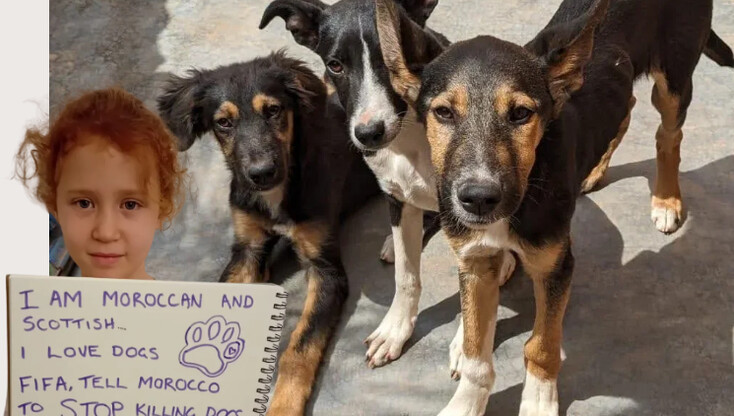 Новое пятно на репутации ФИФА. Марокко устроило собачью бойню перед ЧМ-2030