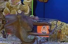 Теперь Павлик за Шахтер