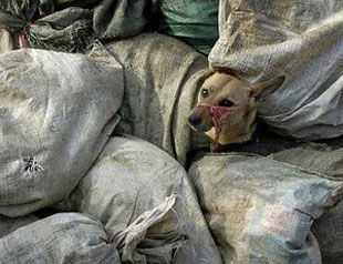 К Евро-2012 в Украине живьем сжигают бездомных животных