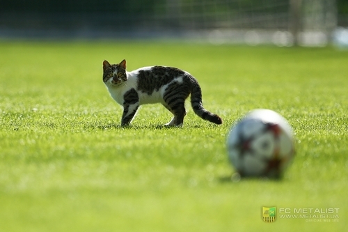 Металлист в Турции: кошка на поле, на заборе и под забором