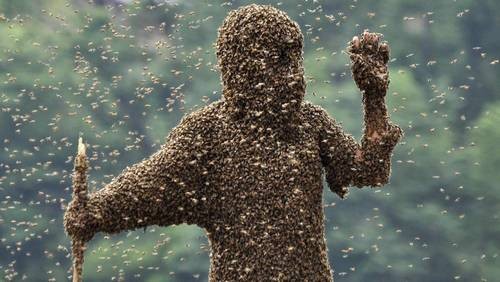 Пчелиная атака прервала футбольный матч в Бразилии