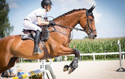 Cоревнования по конкуру Flying Horse Cup. LIVE трансляция