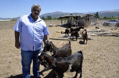Турецкий клуб продал 18 футболистов, чтобы купить десять коз