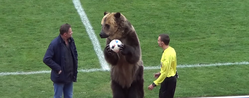 В России медведь принял участие в открытии футбольного матча