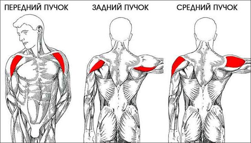 Тренировка плеч ⇔ Упражнение на плечи ⋆ Как качать плечи ⋆ Программа тренировок для плеч